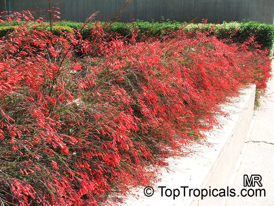 Russelia red firecracker plant
